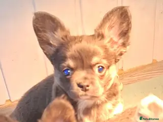 Chihuahua dogs Chihuahua X French Bulldog Puppies - Advert 18