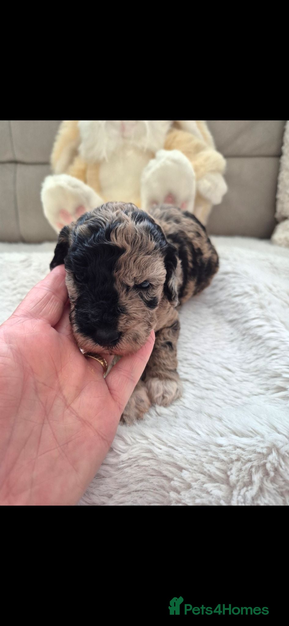 Cockapoo dogs Chocolate/merle cockapoos 3 girls/3 boys  - Advert 1