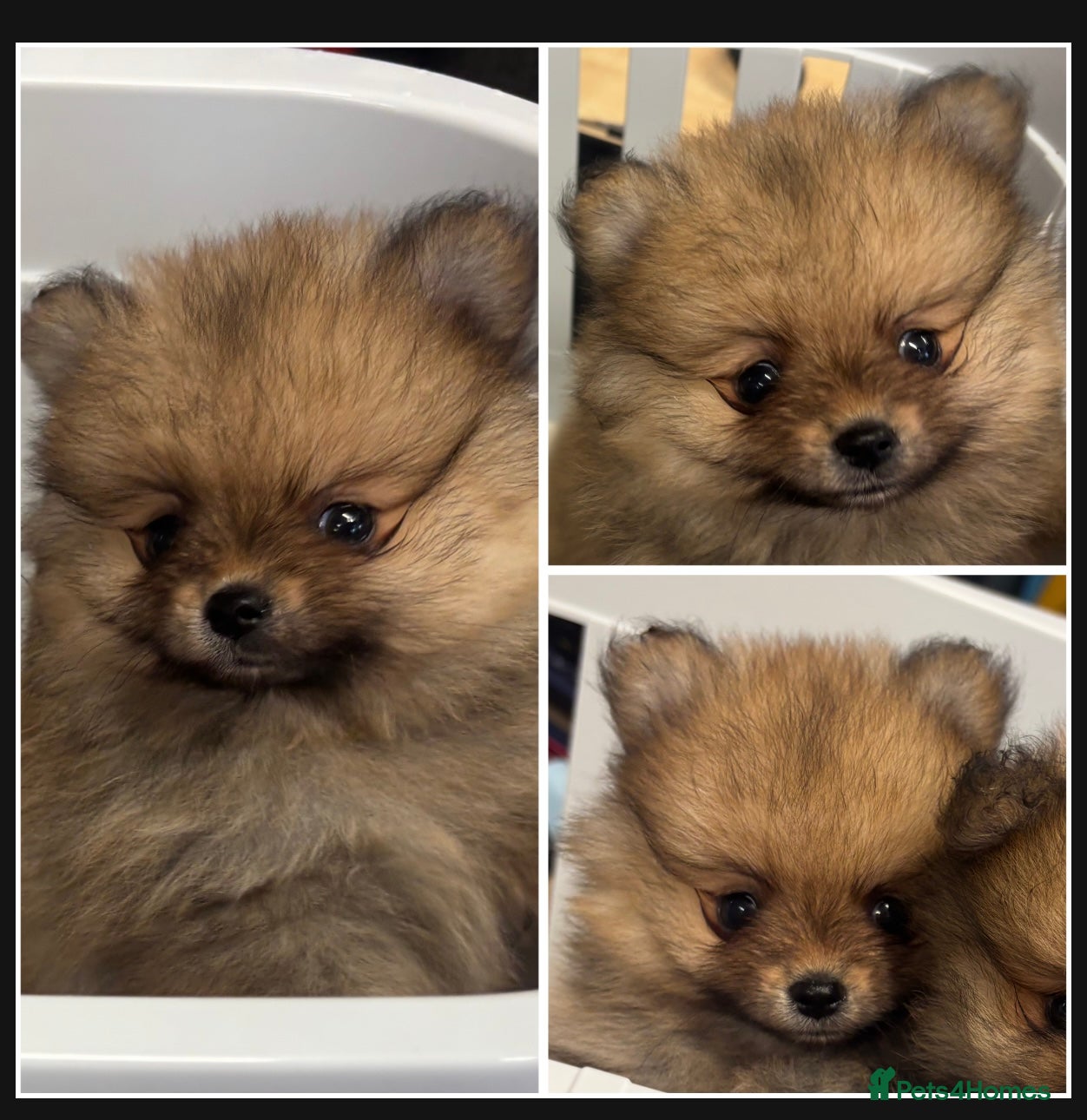 Pomeranian dogs 1 beautiful Kc registered girl Pomeranian(reduced) - Advert 2