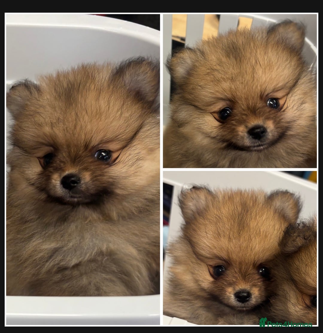 Pomeranian dogs for sale: 1 beautiful Kc registered girl Pomeranian(reduced) - Advert 1