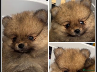 Pomeranian dogs 1 beautiful Kc registered girl Pomeranian(reduced) - Advert 16