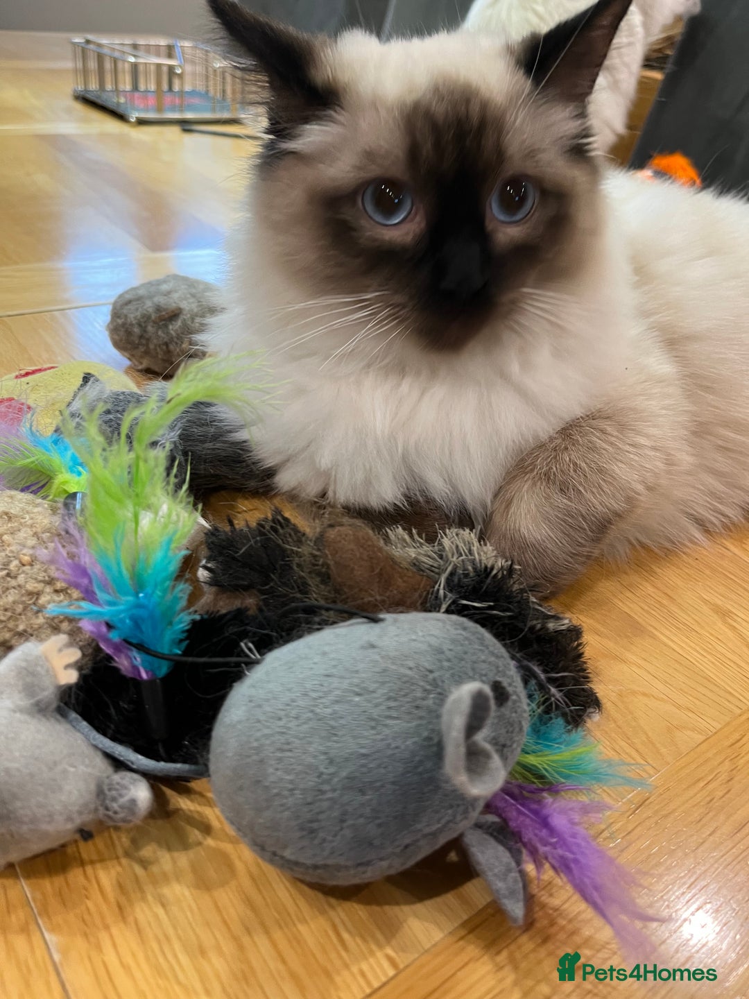 Ragdoll cats for sale: Luxury Pedigree - Seal Point Ragdoll GCCF Girl - Advert 3