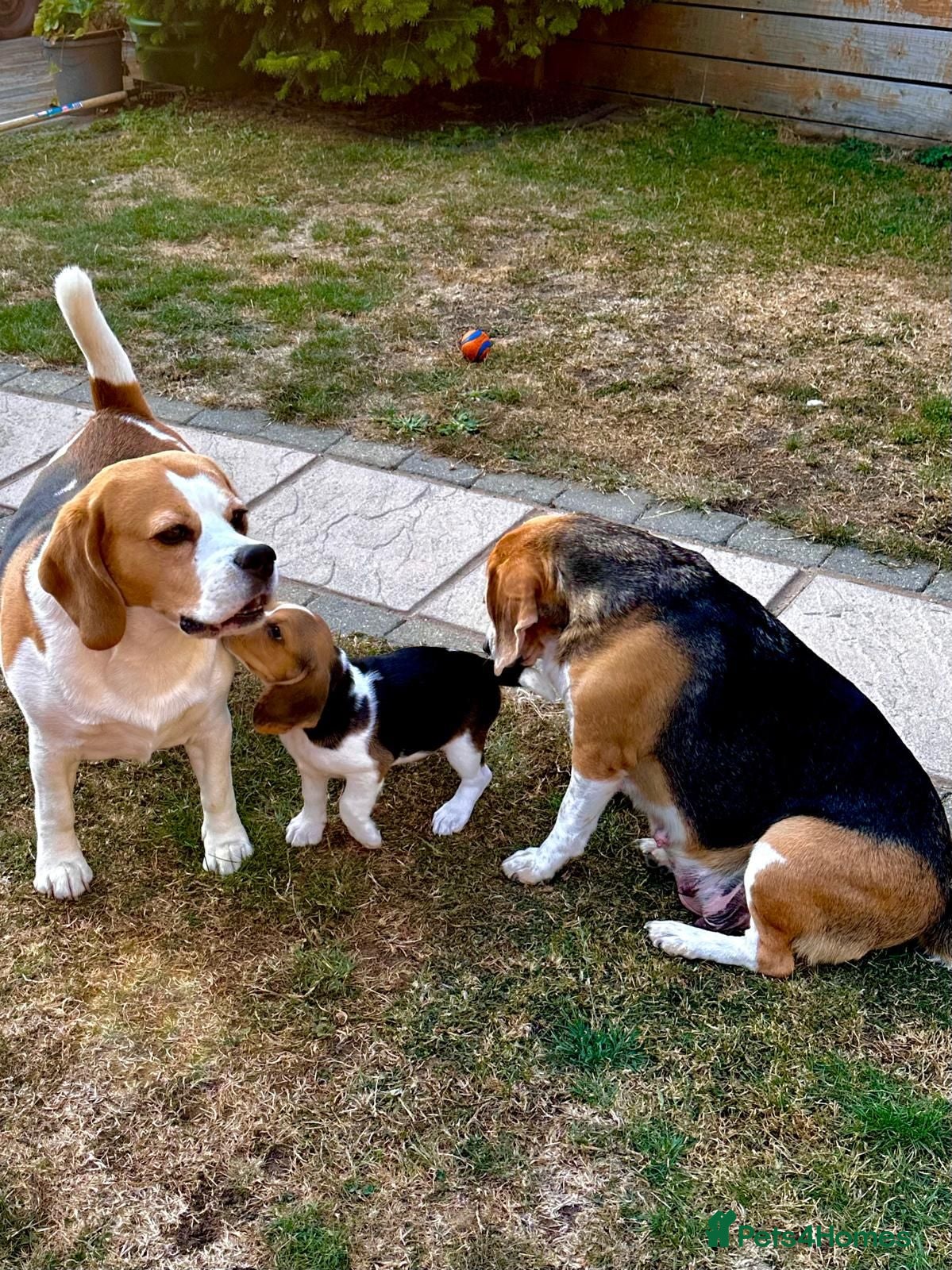 Beagle dogs One Left!- KC Reg Champion Bloodline Beagle Girl - Advert 1