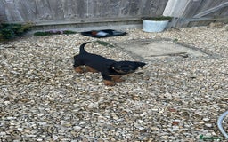 Rottweiler dogs for sale: Ronnie  - Image 4