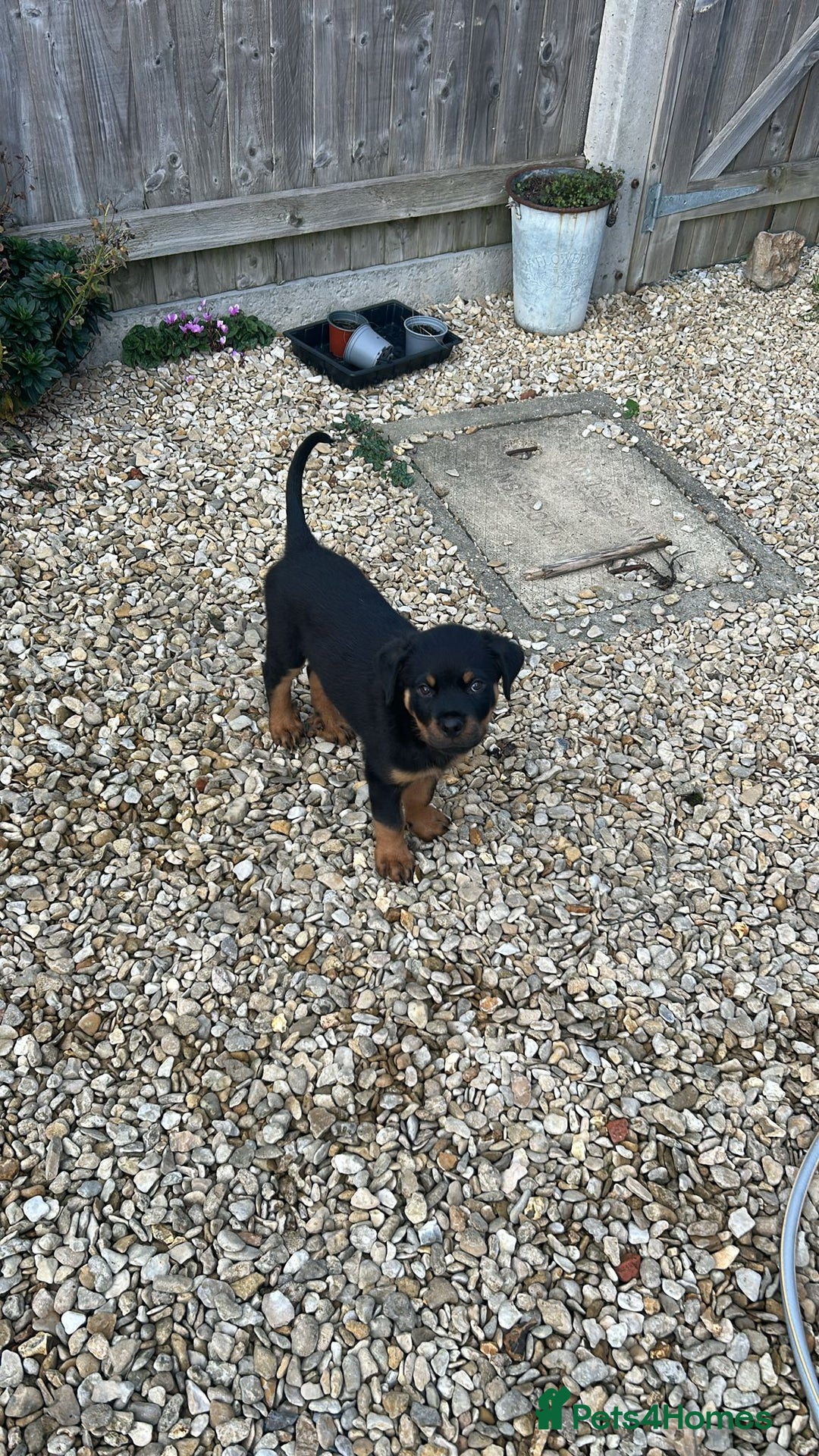 Rottweiler dogs for sale: Ronnie  - Image 4