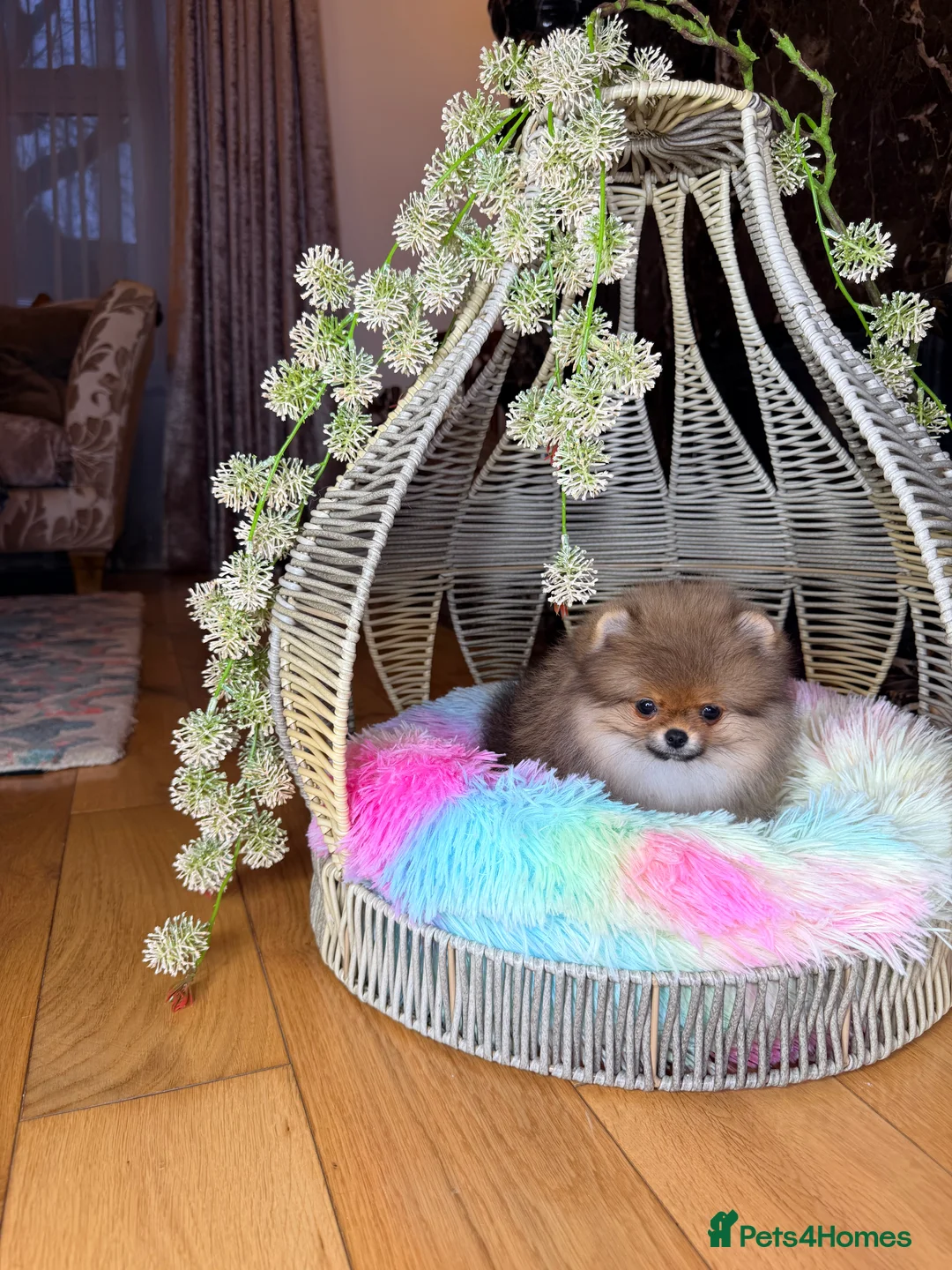 Pomeranian dogs for sale: Orange teddy bear type Pomeranian boy and girl - Advert 14