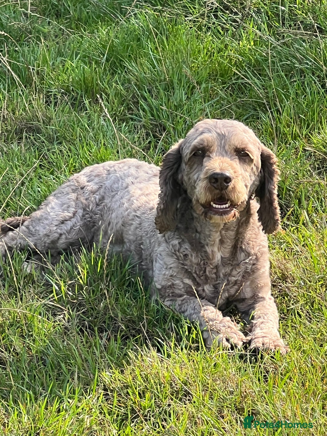 Cockapoo dogs for stud: OUTSTANDING CHOCOLATE F1 COCKAPOO FULLY DNA TESTED in Radstock - Image 5