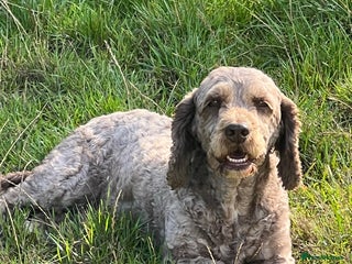 Cockapoo dogs in Radstock - Advert 7