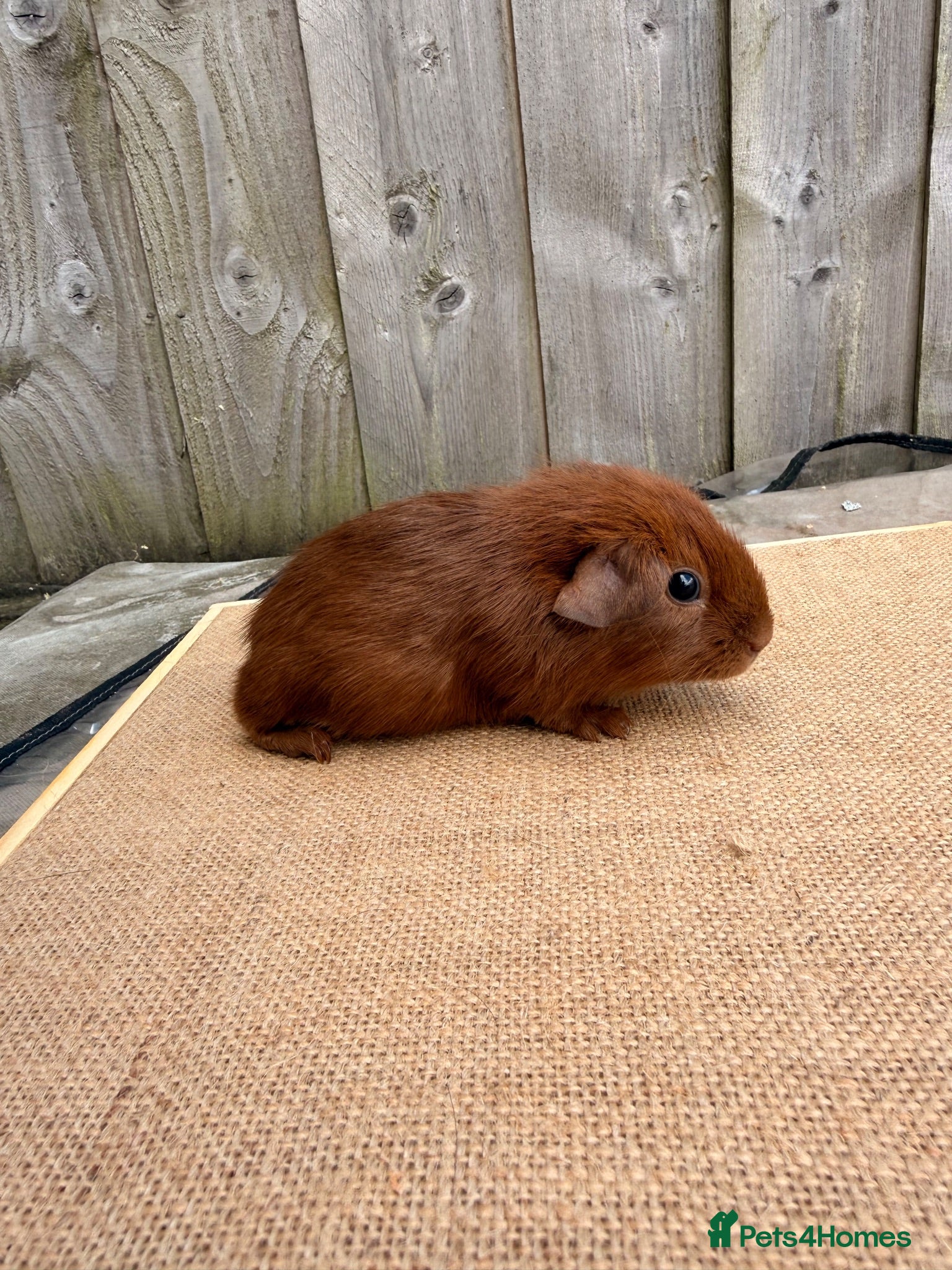 Guinea Pig rodents Gorgeous DEG boars  - Advert 1