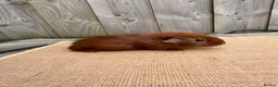 Guinea Pig rodents for sale: Gorgeous DEG boars  - Advert 1