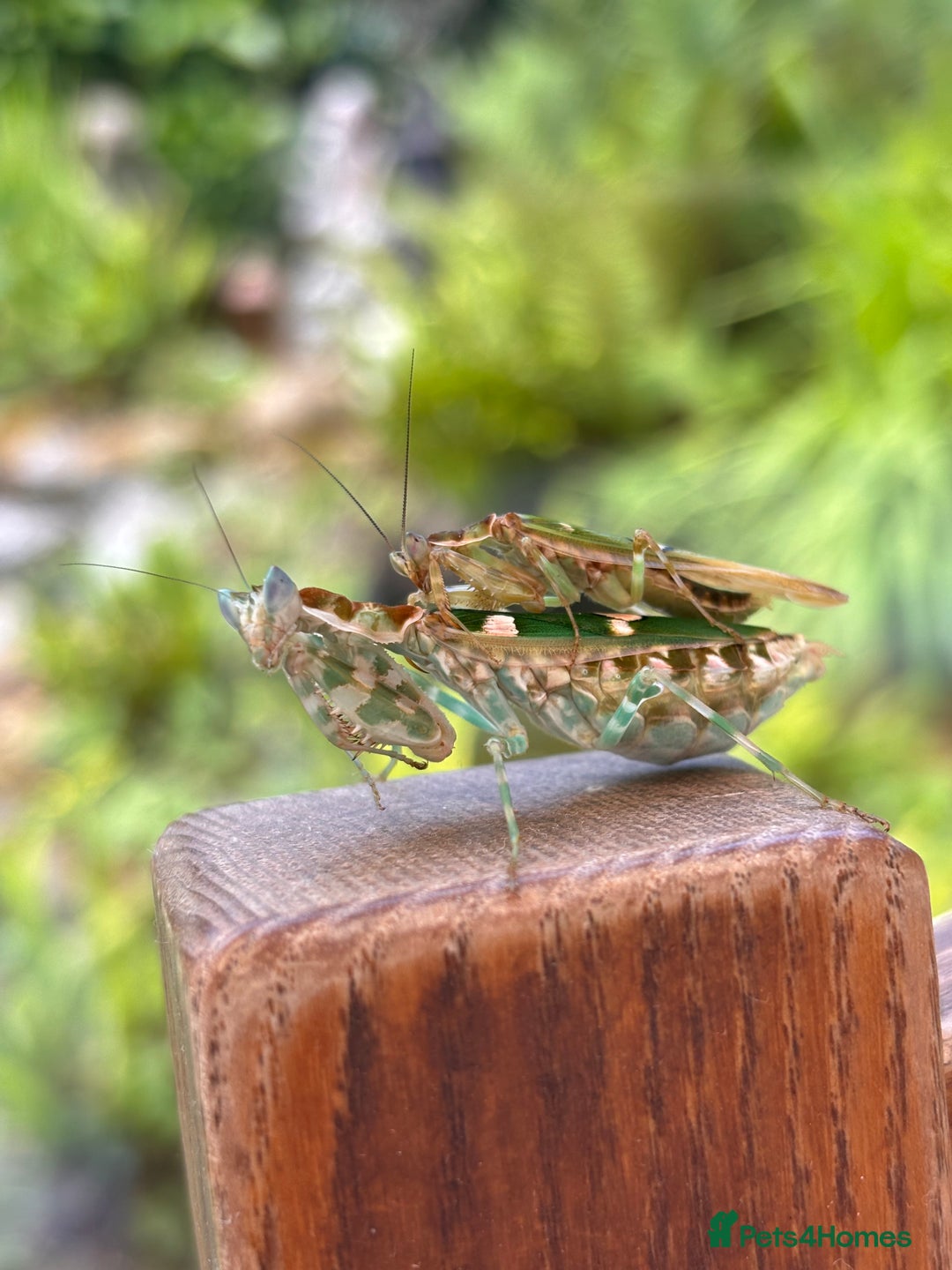 Praying Mantis invertebrates for sale: Yunnan flower mantis - Image 3