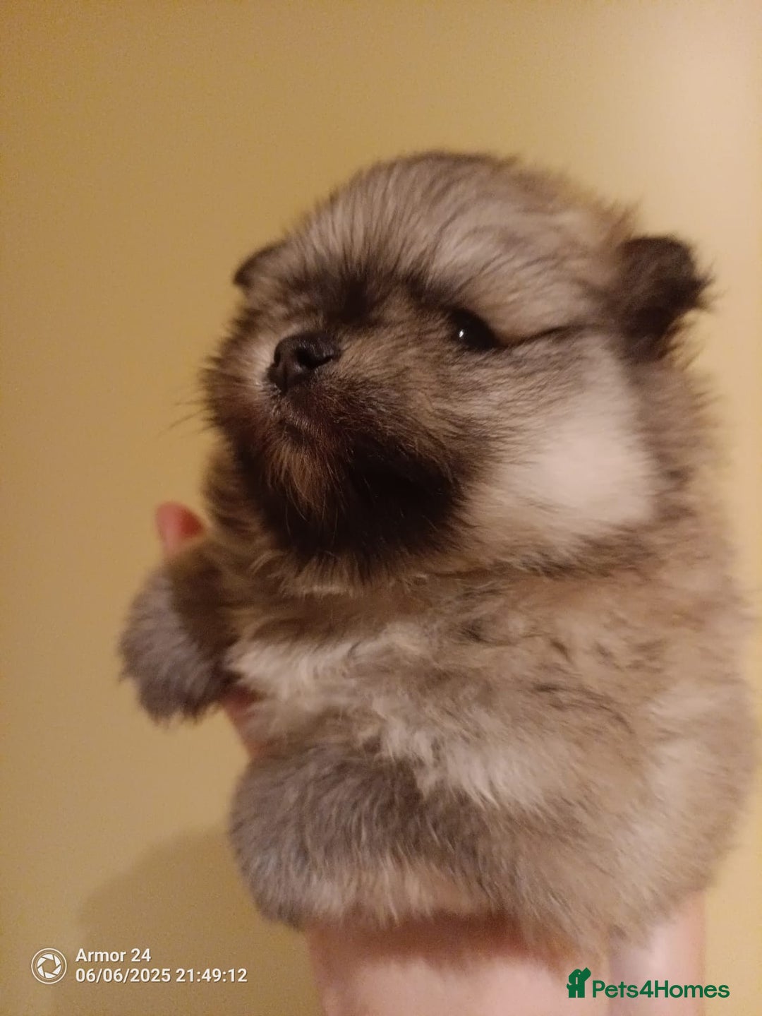 Pomeranian dogs for sale: Pomeranian Male Puppy  - Image 3