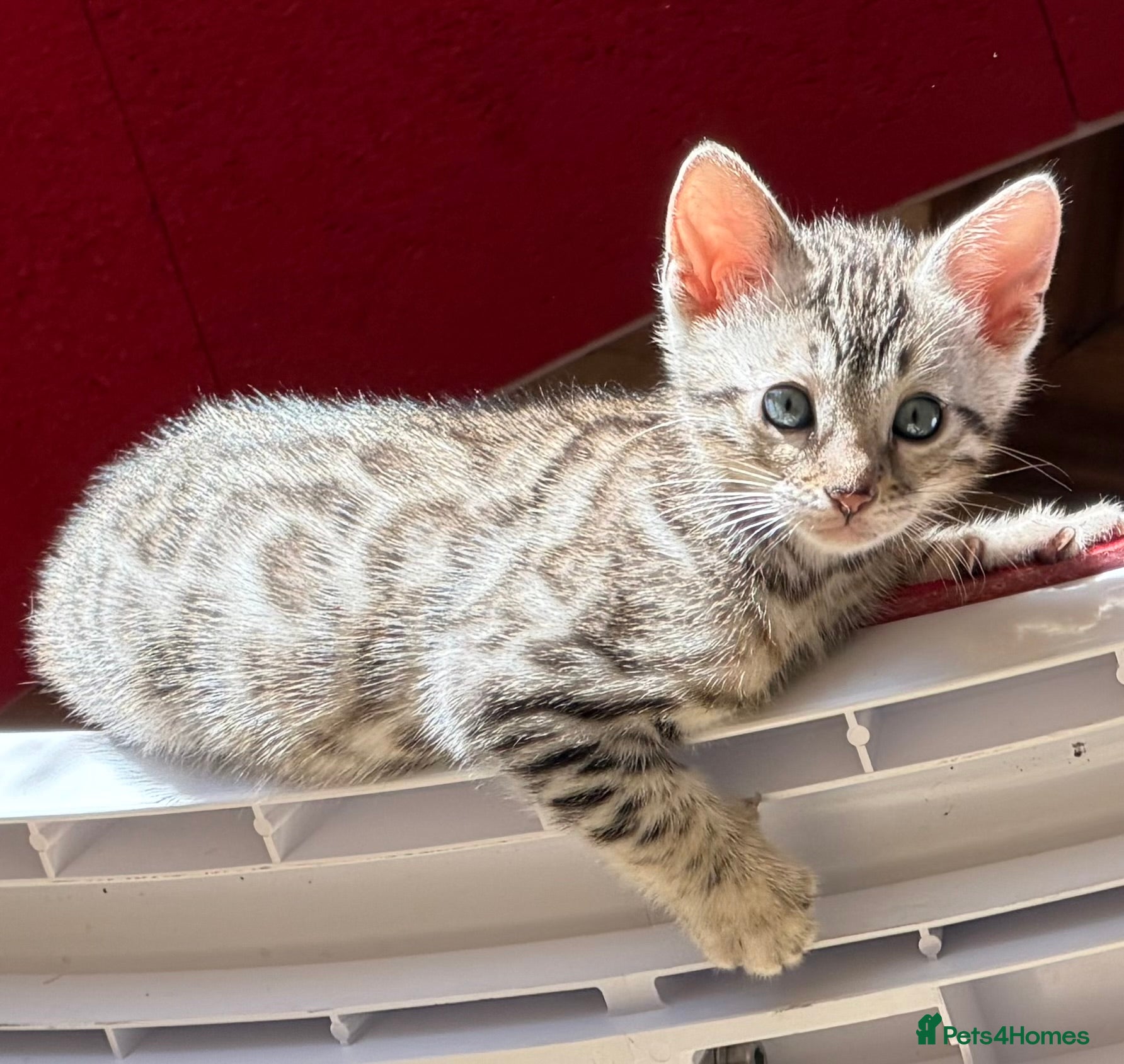 Bengal cats BENGAL 🔥 KITTENS TICA REGISTERED  - Advert 4
