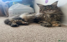 Maine Coon cats for sale: 5 year maincoon for rehoming  - Image 5