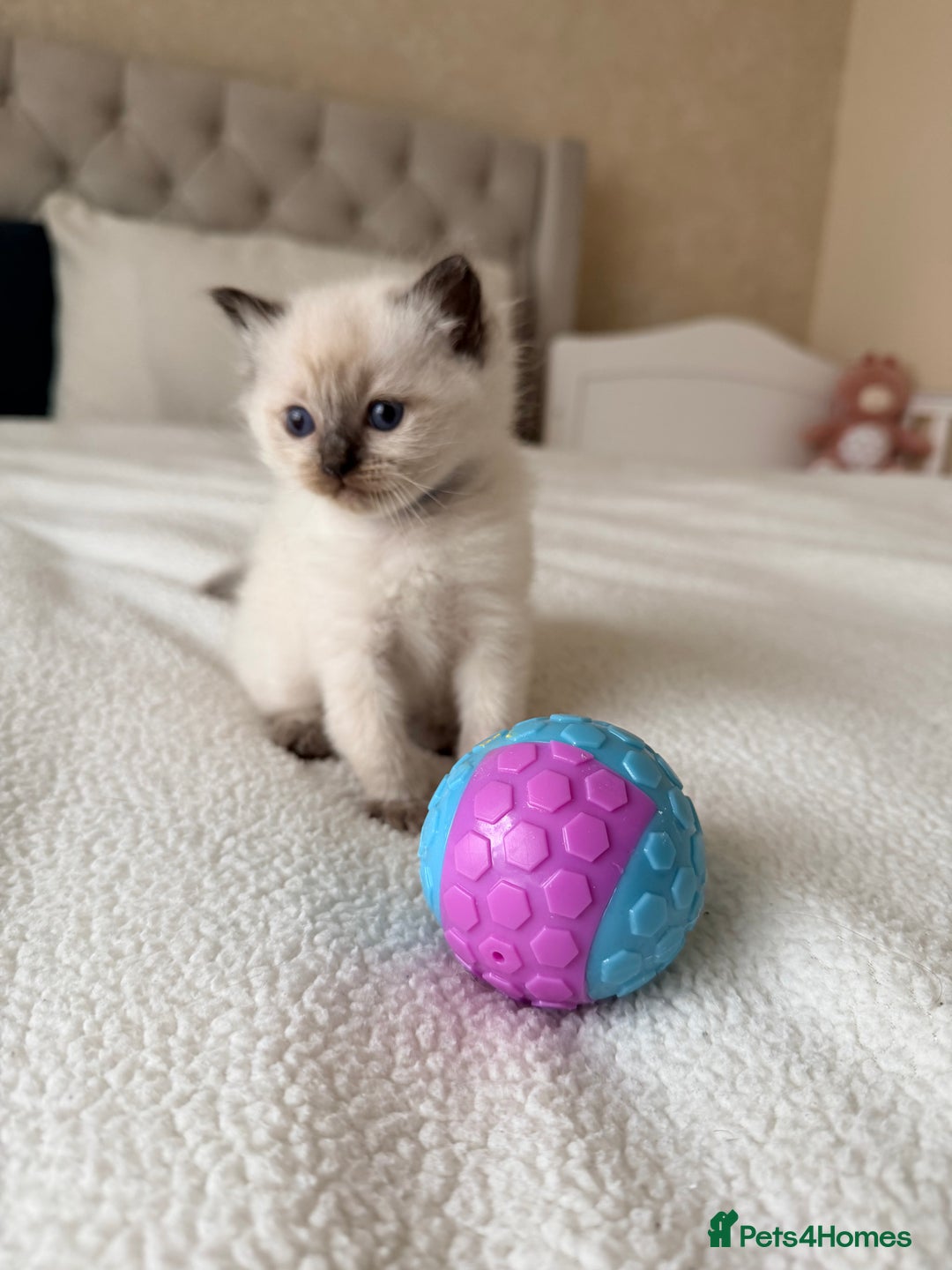 Ragdoll cats for sale: Seal point ragdoll - Advert 16