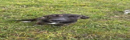 Lurcher dogs for sale: Lurcher pup  - Advert 3