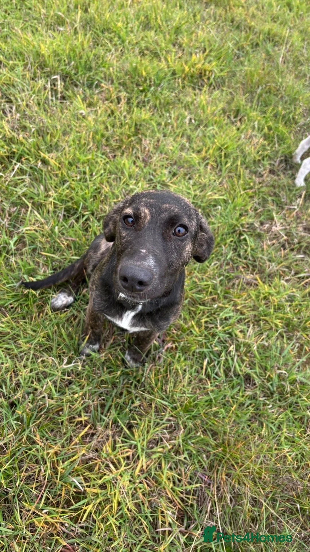 Lurcher dogs for sale: Lurcher pup  - Advert 3