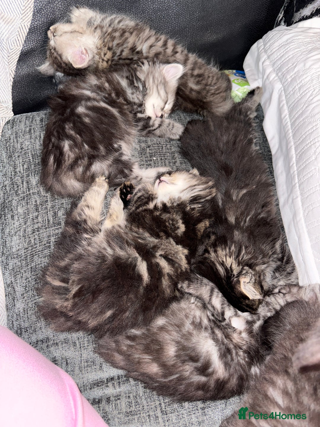 Persian cats for sale: PersianBSH silver, ginger & dark silver kittens 🩷 - Advert 15