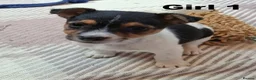 Jack Russell dogs for sale: Pure Jack Russell pups for sale - Advert 11