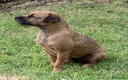 Border Terrier dogs for sale: Champion Bred, For health and temperament  - Image 22