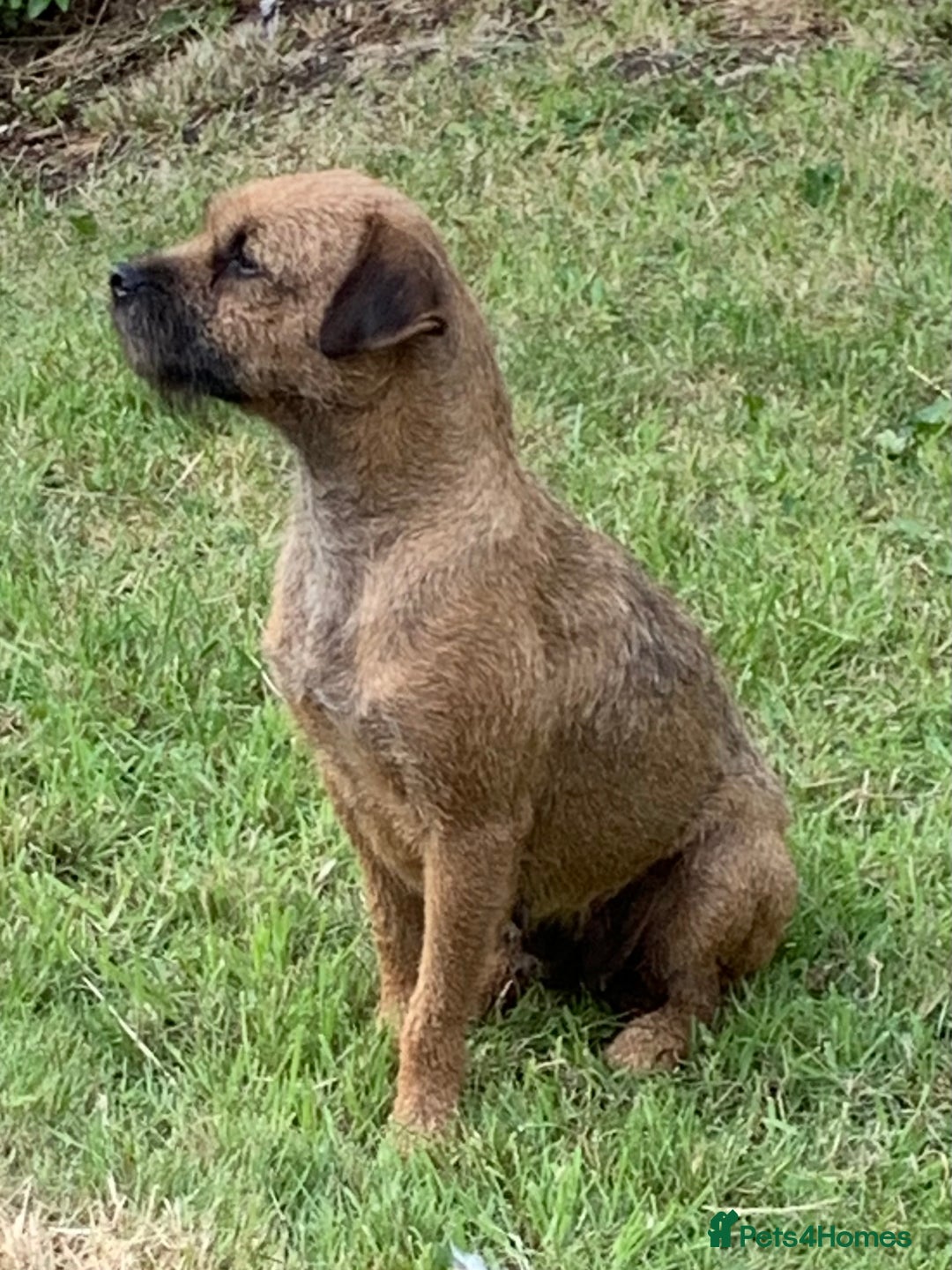 Border Terrier dogs for sale: Champion Bred, For health and temperament  - Image 22