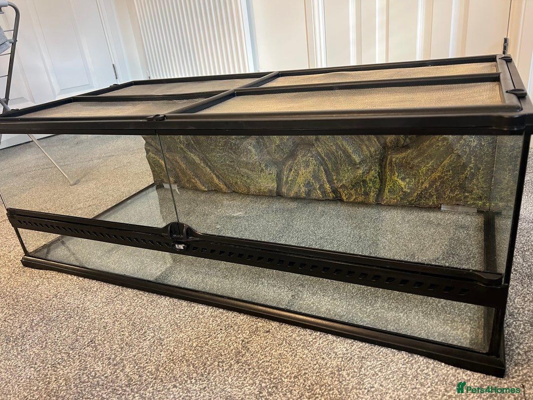 Leopard Gecko reptiles for sale: Exo Terra Terrarium - Full Leopard Gecko Setup - Advert 1