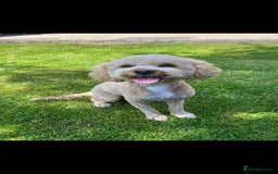 Cavapoo dogs for sale: F1B Cavapoo waiting list  - Image 5