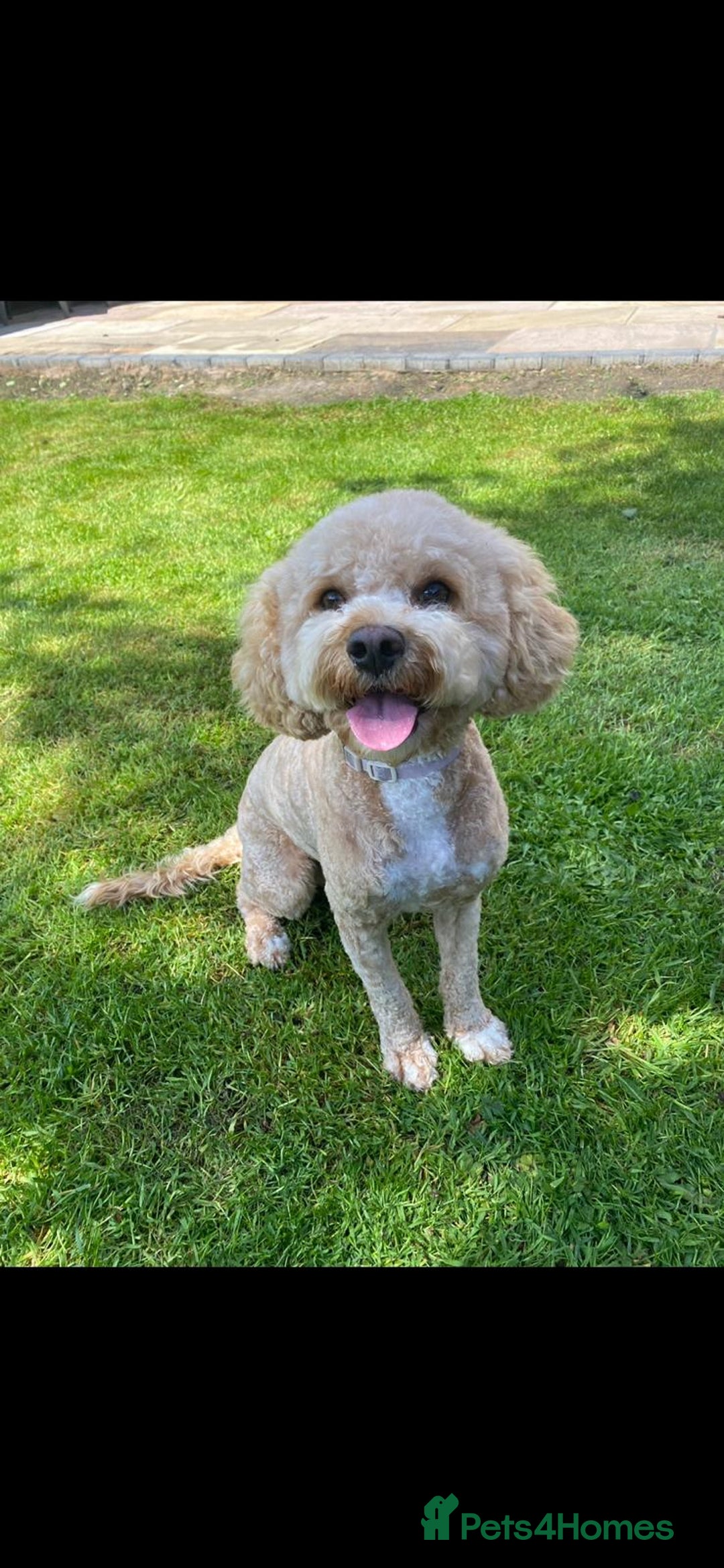 Cavapoo dogs for sale: F1B Cavapoo waiting list  - Image 5