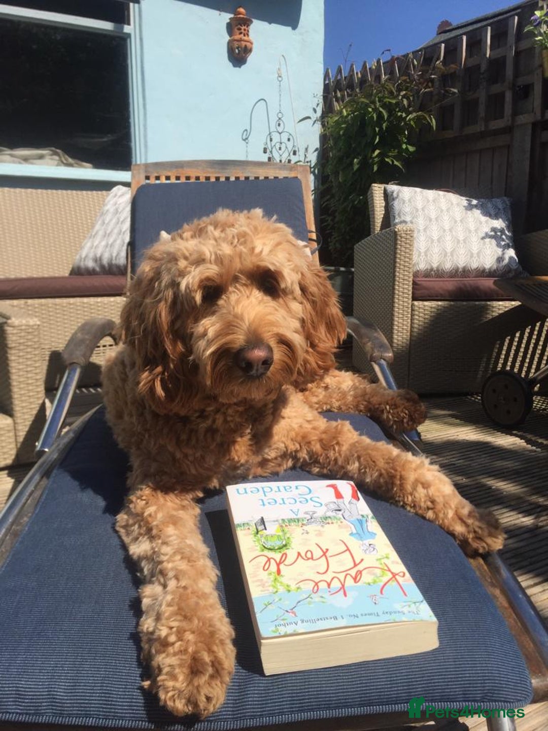 Australian Labradoodle dogs for sale: Australian labradoodles from Annetteslabradoodles  - Advert 30