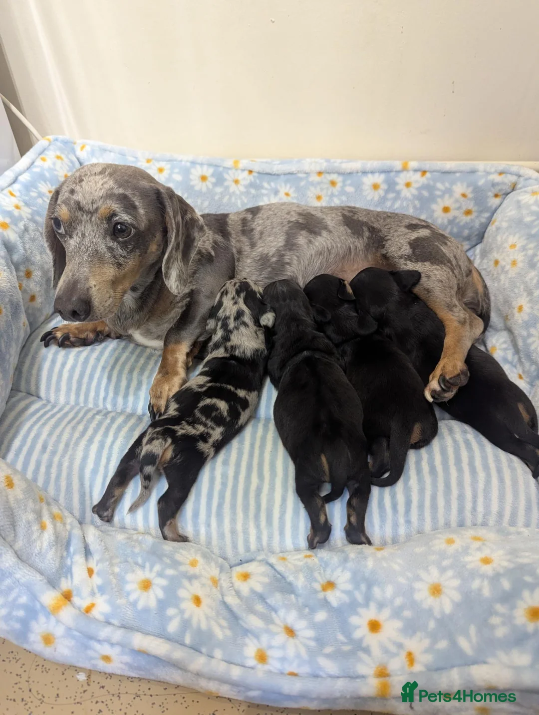 Miniature Dachshund dogs for sale: Beautiful miniature sausage pups - Advert 13