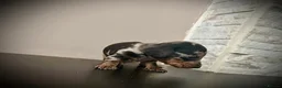 Miniature Dachshund dogs for sale: Beautiful miniature dachshund PRA clear boys  - Advert 8