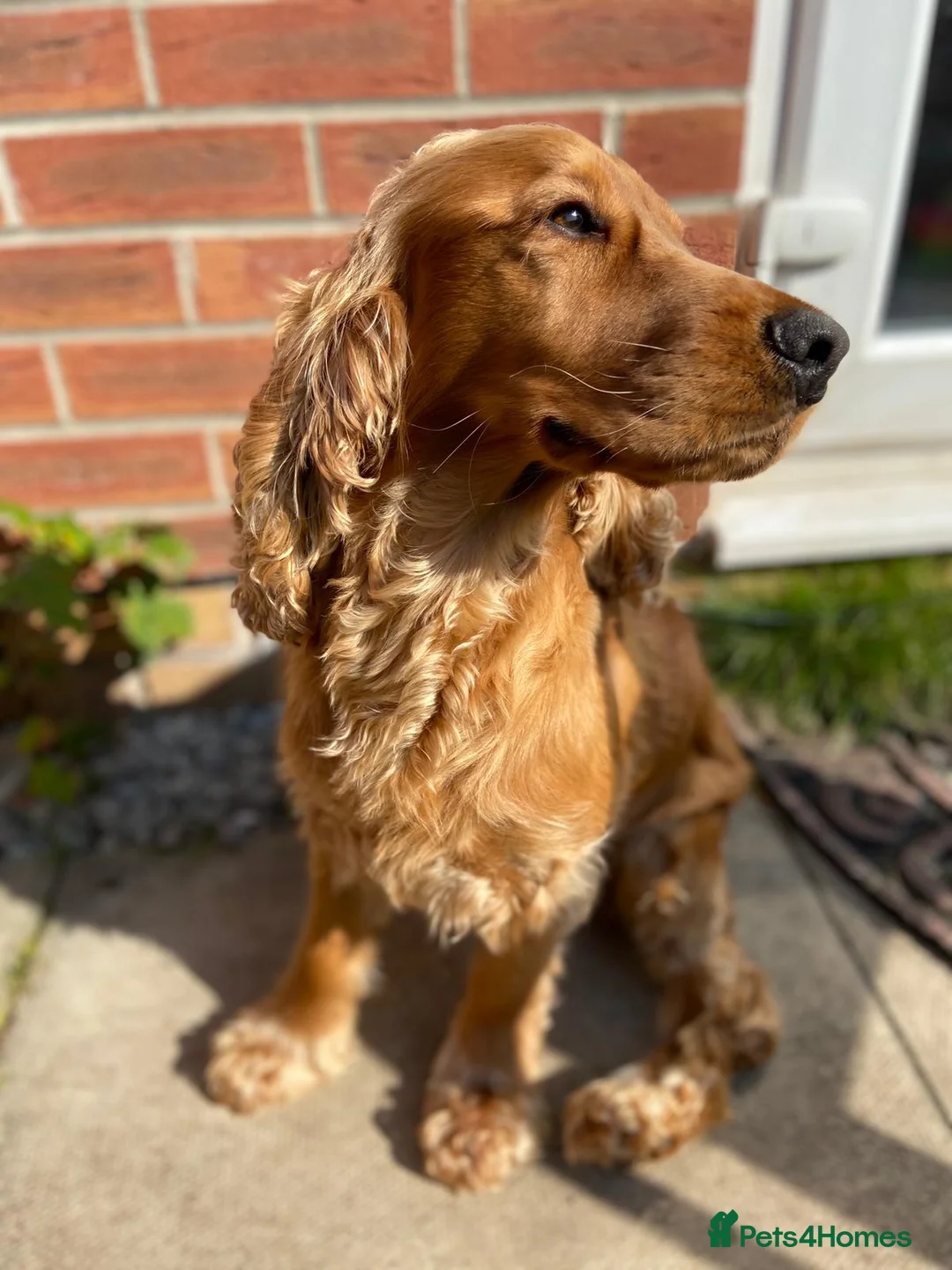 Cocker Spaniel dogs for stud: Cocker Spaniel For Stud in Liverpool - Advert 9