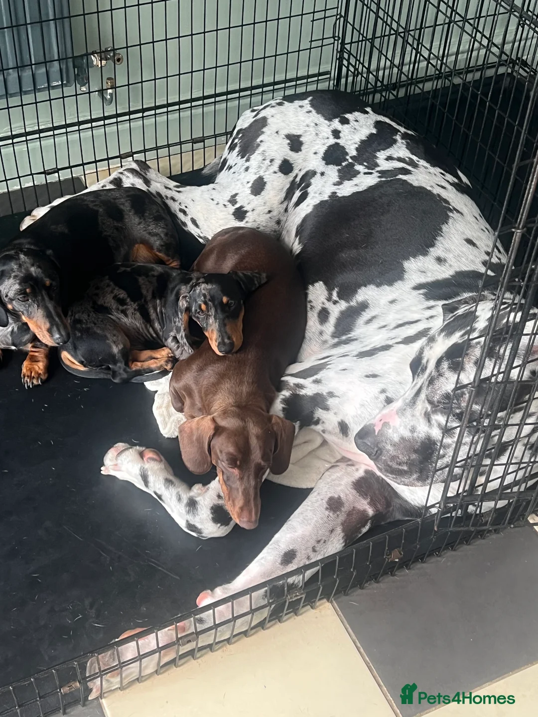 Great Dane dogs for stud: Great Dane harlequin for stud in Plymouth - Advert 8