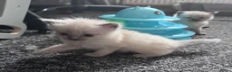 Ragdoll cats for sale: Ragdoll kittens  - Advert 6