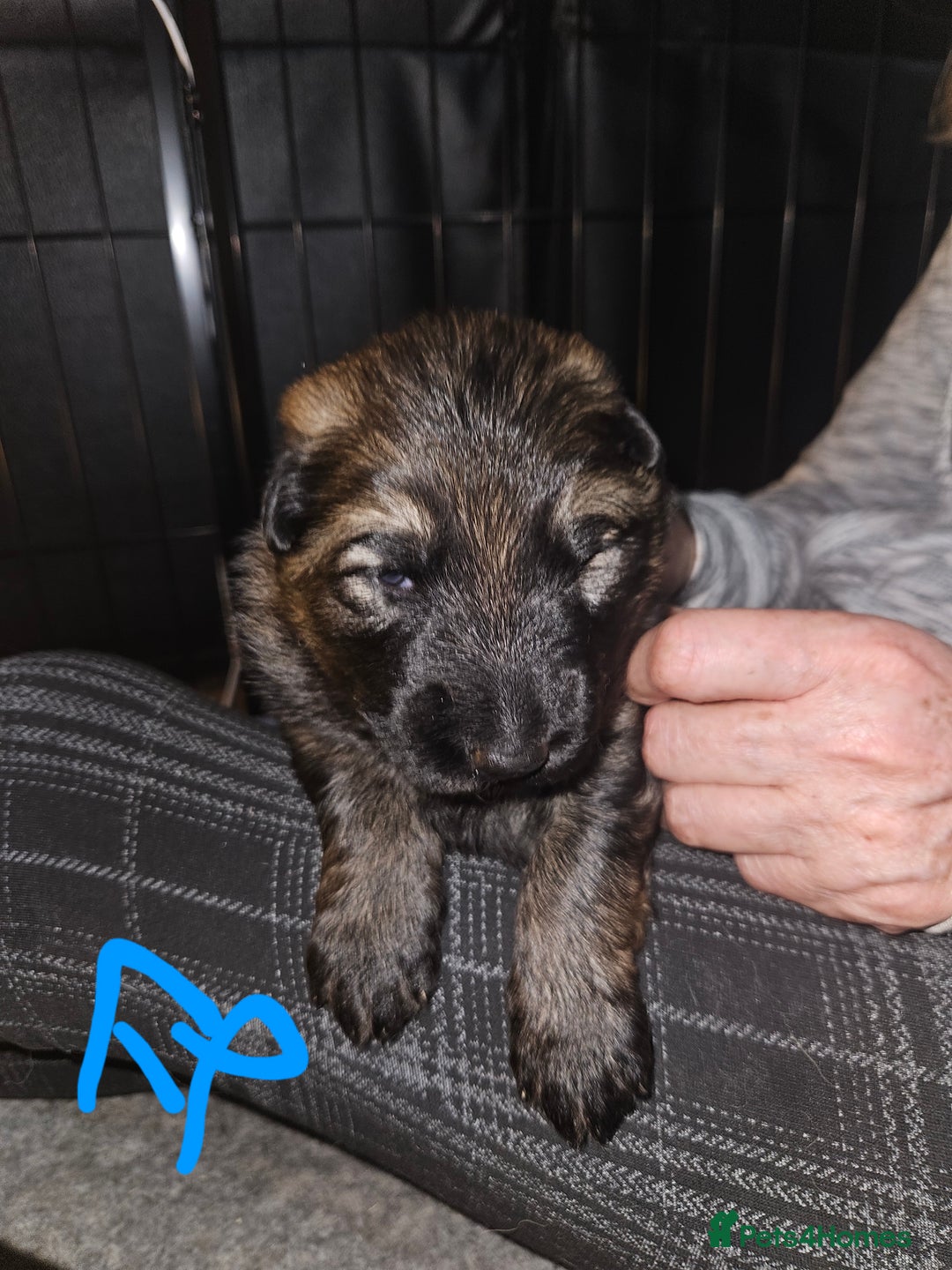 German Shepherd dogs for sale: 5 gorgeous german shepherd puppies for sale  - Advert 14