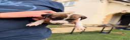 Mixed Breed dogs for sale: Bedlington whippet x whippet  in Broadway - Advert 5