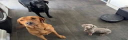 Miniature Dachshund dogs for sale: Rolo looking for a new home - Advert 6