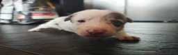 Border Collie dogs for sale: Border collie puppies - Advert 24