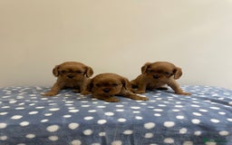 Cavalier King Charles Spaniel dogs for sale: Cavalier King Charles  - Image 22