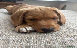 Springador dogs for sale: Labrador puppies (red/copper). Health checked.  - Image 3