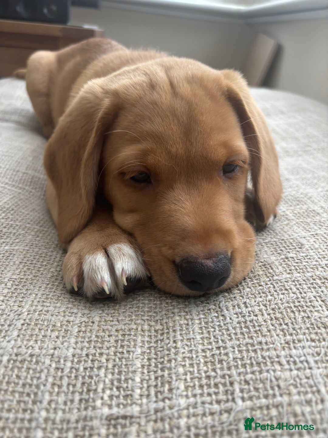 Springador dogs for sale: Labrador puppies (red/copper). Health checked.  - Image 3