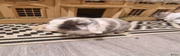 Mini Lop rabbits for sale: 2 bonded mini lops  in Edinburgh - Advert 2