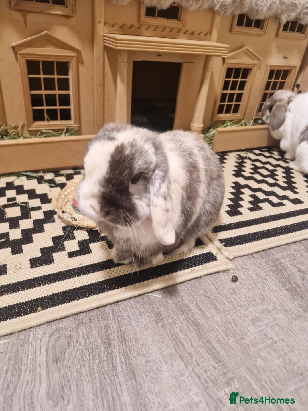 Mini Lop rabbits for sale: 2 bonded mini lops  in Edinburgh - Advert 2