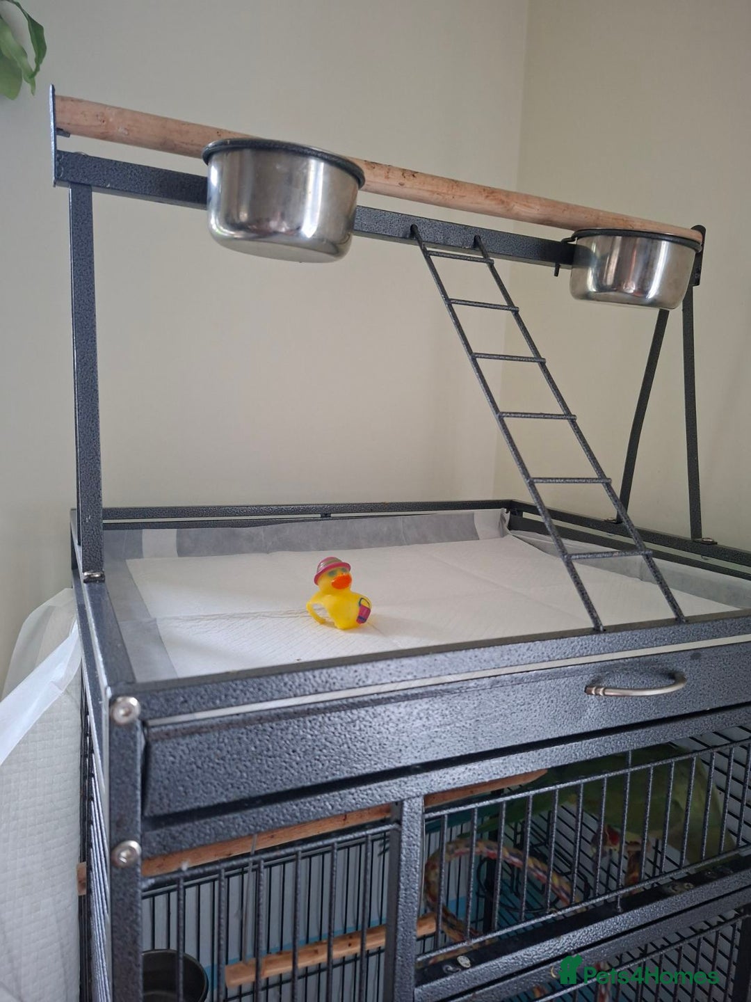 Ringnecks birds for sale: 2 year old male Indian Ringneck parrot - Advert 12