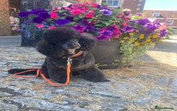 Toy Poodle dogs for stud: Health Tested Toy poodle for stud in Wareham - Image 1