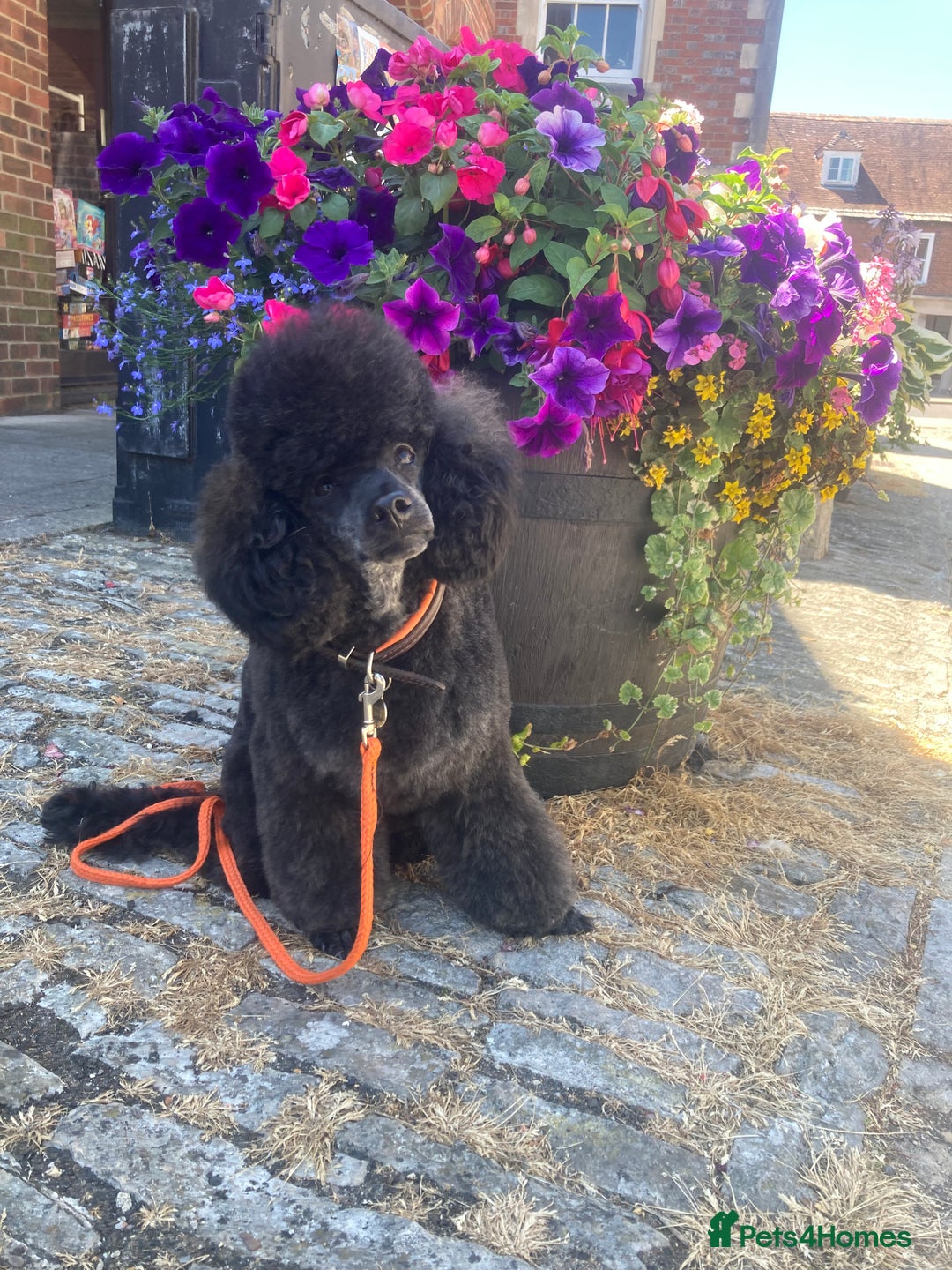 Toy Poodle dogs for stud: Health Tested Toy poodle for stud in Wareham - Image 1