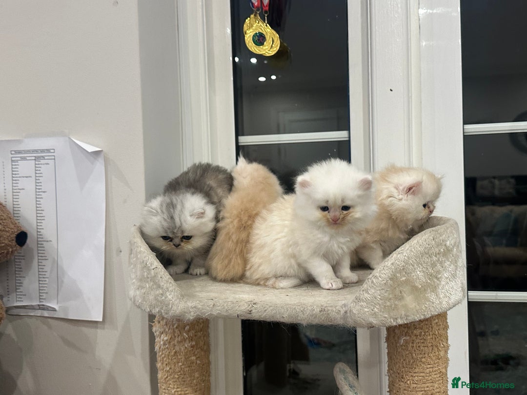 Persian cats for sale: Chinchilla kittens  - Image 26
