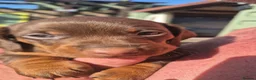 Miniature Dachshund dogs for sale: My most stunning mini-dachunds x - Advert 21