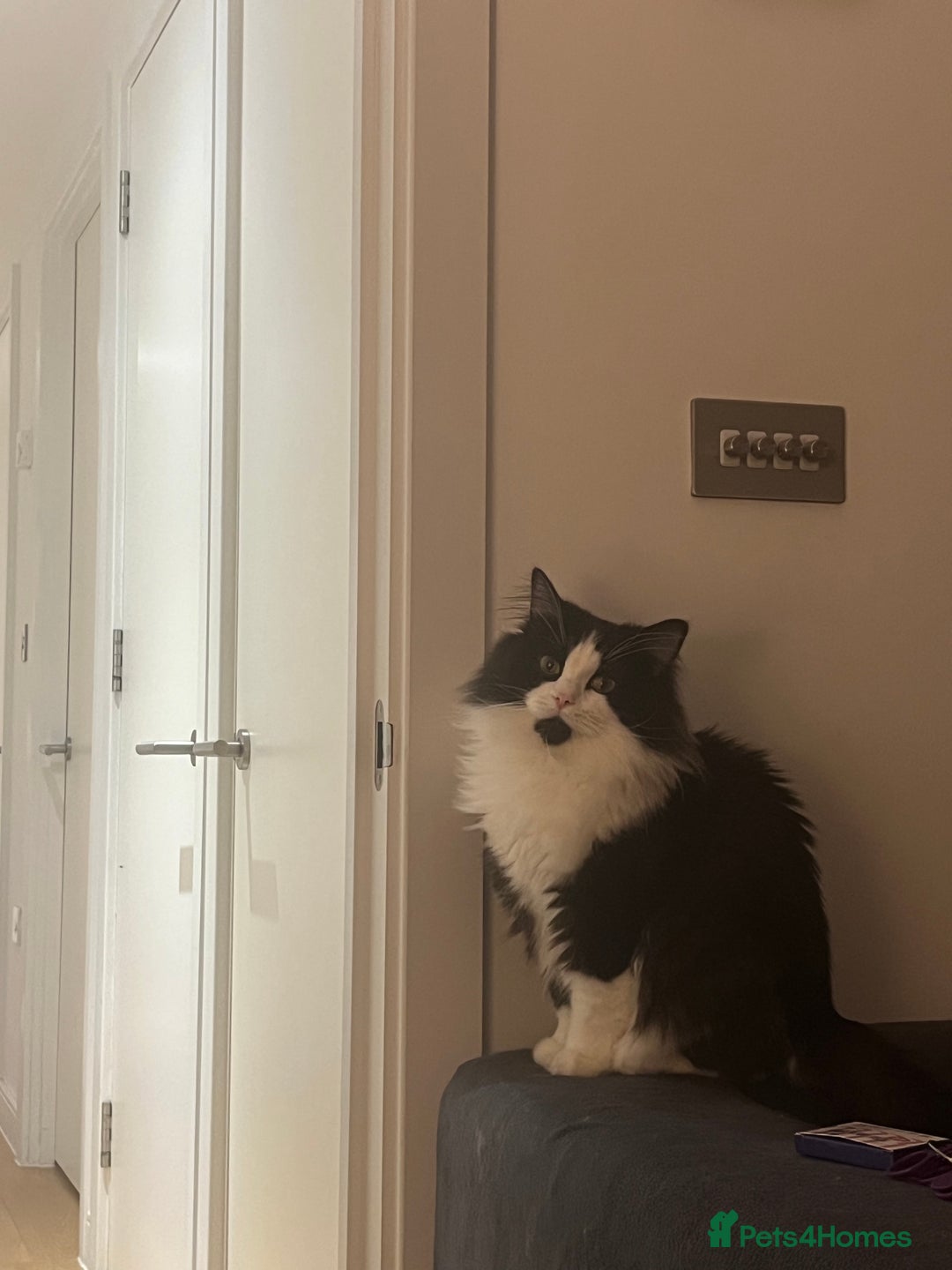 Mixed Breed cats for stud: Handsome and Calm Tuxedo for stud service - Image 2