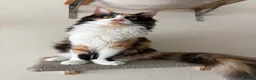 Maine Coon cats for sale: Rainbow litter - Advert 3